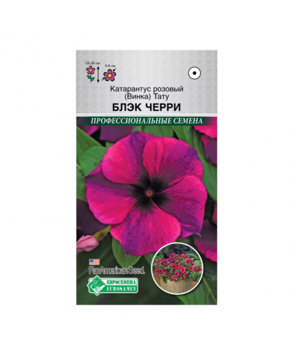 Катарантус розовый (Винка) Тату Блэк черри 5шт