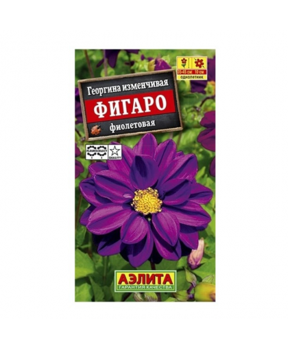 Георгина Фигаро махровая фиолетовая 7шт Георгина Фигаро махровая фиолетовая 7шт